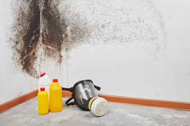 Best Office Mold Removal Services  in Ebensburg, PA
