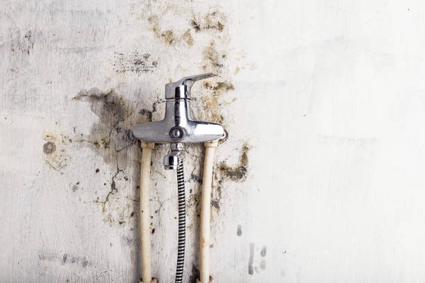 Best Residential Mold Removal  in Ebensburg, PA