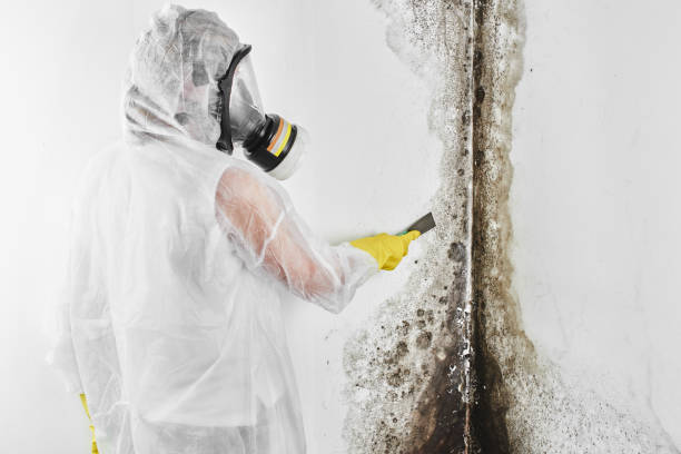 Best Affordable Mold Removal  in Ebensburg, PA