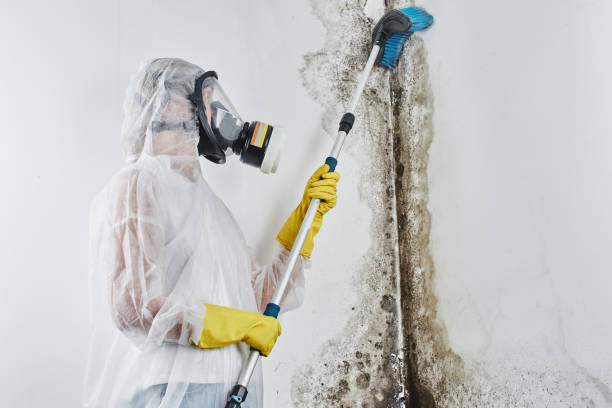 Home Mold Removal in Ebensburg, PA