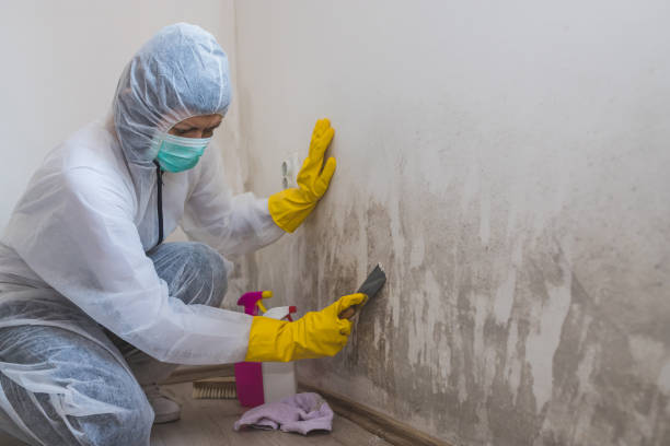 Best Commercial Mold Removal  in Ebensburg, PA