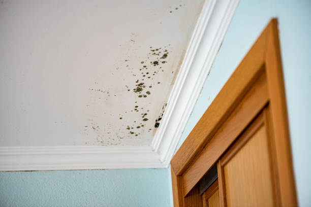 Mold Removal Process in Ebensburg, PA