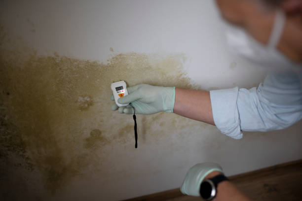 Best Mold Damage Repair  in Ebensburg, PA