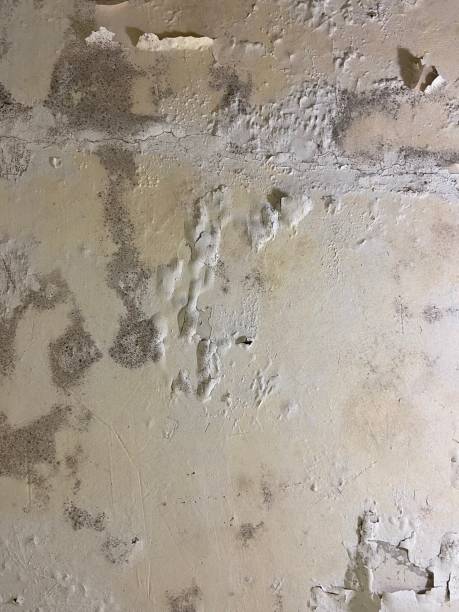 Best Mold Remediation  in Ebensburg, PA