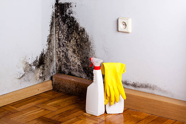 Trusted Ebensburg, PA Mold Removal Experts