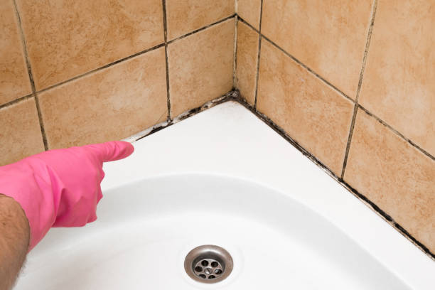 Best Attic Mold Removal  in Ebensburg, PA